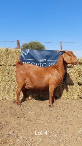 1 x KALAHARI RED EWE REGVIC STUD