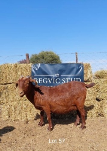 1 x KALAHARI RED EWE REGVIC STUD