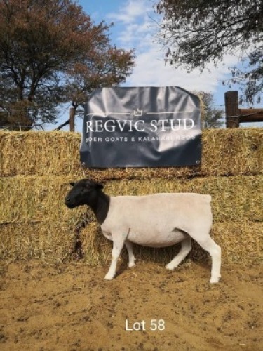 1 x BLACK HEAD DORPER EWE REGVIC STUD