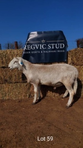 1 x MEATMASTER RAM REGVIC STUD