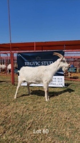 1 x SAANEN BUCK REGVIC STUD