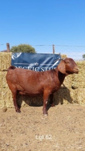 1 x KALAHARI RED EWE REGVIC STUD