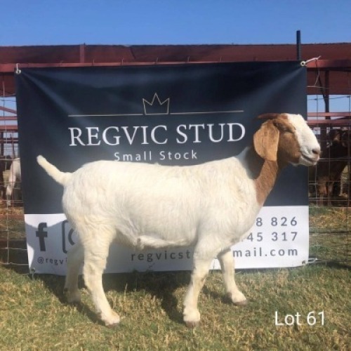 1 x BOER GOAT EWE REGVIC STUD