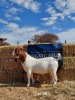 1 x BOER GOAT BUCK REGVIC STUD