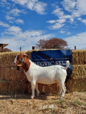 1 x BOER GOAT BUCK REGVIC STUD