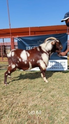 1 x LOB EAR BUCK REGVIC STUD