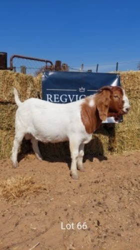 1 x BOER GOAT BUCK REGVIC STUD