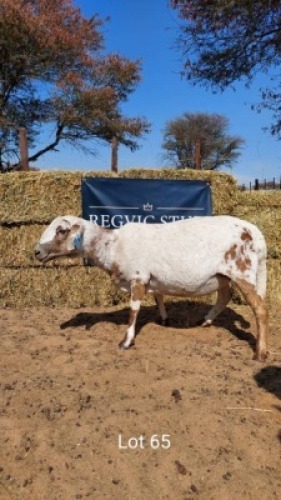 1 x MEATMASTER EWE REGVIC STUD