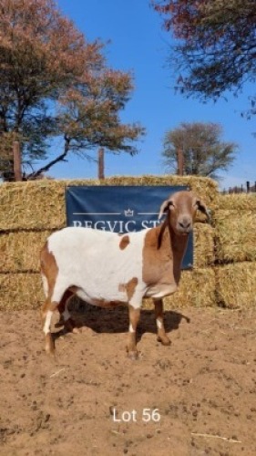 1 x MEATMASTER EWE REGVIC STUD