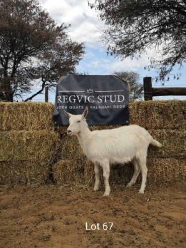 1 x SAANEN EWE REGVIC STUD