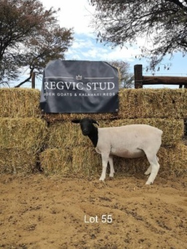 1 x BLACK HEAD DORPER EWE REGVIC STUD