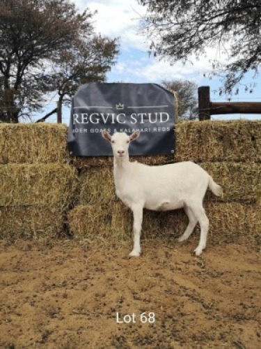1 x SAANEN EWE REGVIC STUD