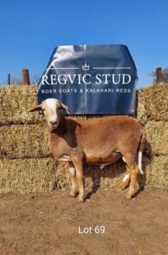 1 x MEATMASTER RAM REGVIC STUD