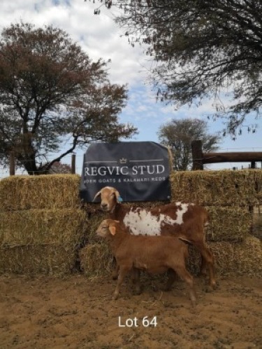 1+1 x MEATMASTER EWE + LAMB REGVIC STUD