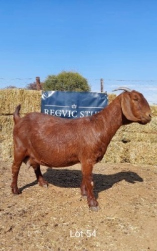 1 x KALAHARI RED EWE REGVIC STUD
