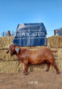 1 x KALAHARI RED BUCK REGVIC STUD