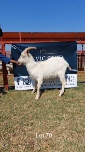 1 x SAANEN BUCK REGVIC STUD