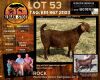 1X STUD OOI/EWE KALAHARI RED ALBIAN