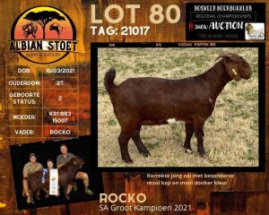 1X FLOCK OOI/EWE KALAHARI RED ALBIAN