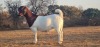 1X PS OOI/EWE BOERBOK SHONGOLOLO - 2