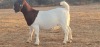 1X PS OOI/EWE BOERBOK SHONGOLOLO - 3