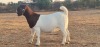 1X PS OOI/EWE BOERBOK SHONGOLOLO - 4