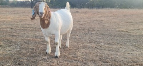 1X PS OOI/EWE BOERBOK SHONGOLOLO