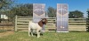 1X FLOCK RAM BOERBOK SHONGOLOLO