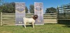 1X FLOCK RAM BOERBOK SHONGOLOLO - 3