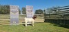 1X FLOCK RAM BOERBOK SHONGOLOLO - 4