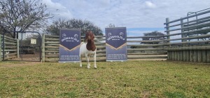 1X FLOCK OOI/EWE BOERBOK SHONGOLOLO