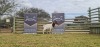 1X FLOCK OOI/EWE BOERBOK SHONGOLOLO - 3