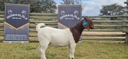 1X FLOCK OOI/EWE BOERBOK SHONGOLOLO