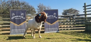 1X FLOCK RAM BOERBOK SHONGOLOLO