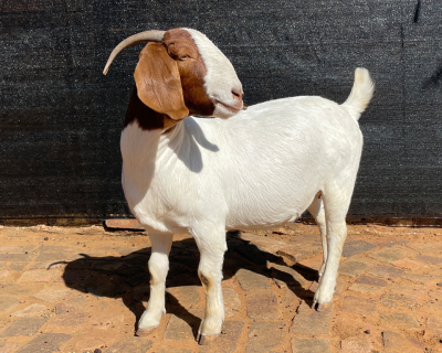 1X FLOCK OOI/EWE BOERBOK ARBEIDSAAMHEID