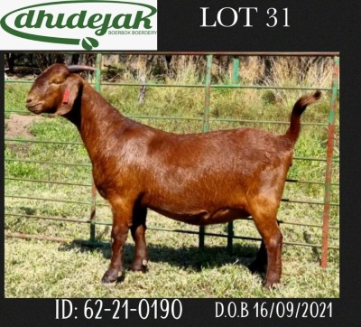 1X FLOCK OOI/EWE KALAHARI RED DHIDEJAK