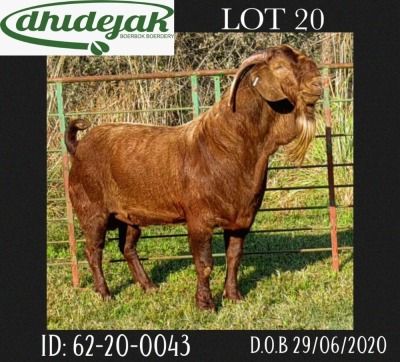 1X FLOCK RAM KALAHARI RED DHIDEJAK