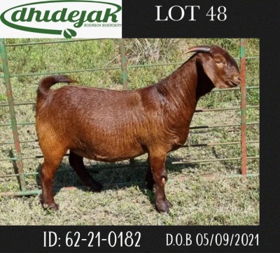 1X FLOCK OOI/EWE KALAHARI RED DHIDEJAK