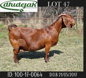 1X FLOCK OOI/EWE KALAHARI RED DHIDEJAK