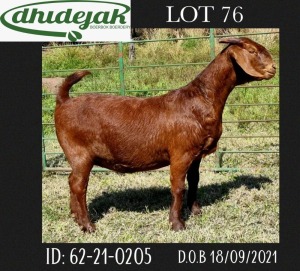 1X FLOCK OOI/EWE KALAHARI RED DHIDEJAK