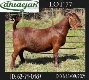 1X FLOCK OOI/EWE KALAHARI RED DHIDEJAK