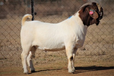 1X STUD RAM BOERBOK MILAMIEK BOERBOKSTOET