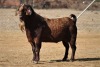 1X FLOCK RAM KALAHARI RED DHIDEJAK - 2