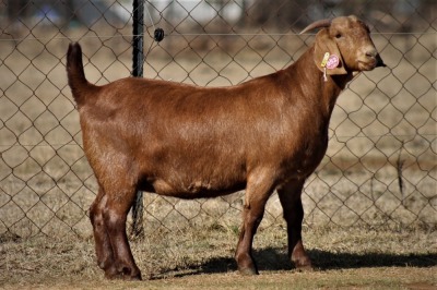 1X FLOCK OOI/EWE KALAHARI RED ALBIAN