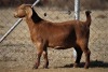 1X FLOCK OOI/EWE KALAHARI RED ALBIAN - 2