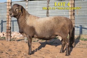 1 X MEATMASTER RAM BARRI KNOETZE