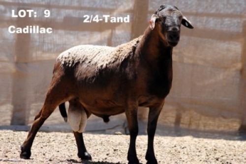 1X RAM ELANDSNEK BOERDERY