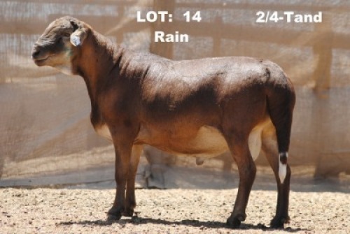 1X RAM ELANDSNEK BOERDERY