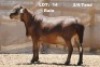1X RAM ELANDSNEK BOERDERY