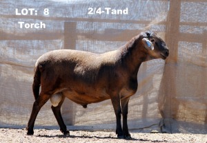 1X RAM ELANDSNEK BOERDERY